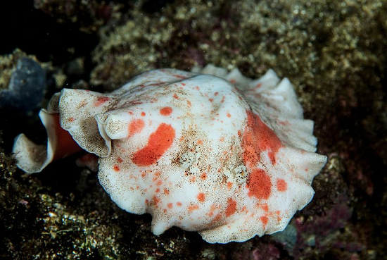  Platydoris formosa (Sea Slug)